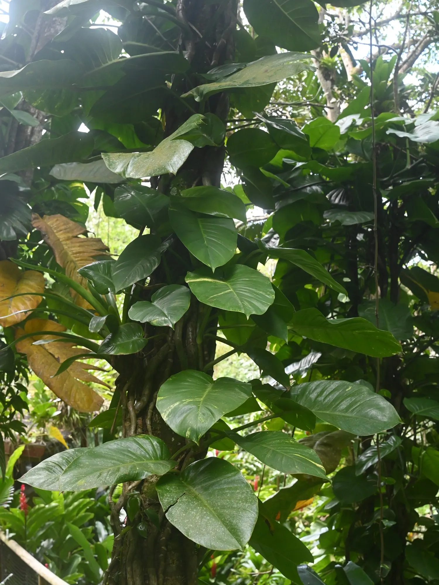 Snowy Morning™ Marble Queen Pothos (Epipremnum aureum) — Its heart-shaped leaves unfurl in dark green