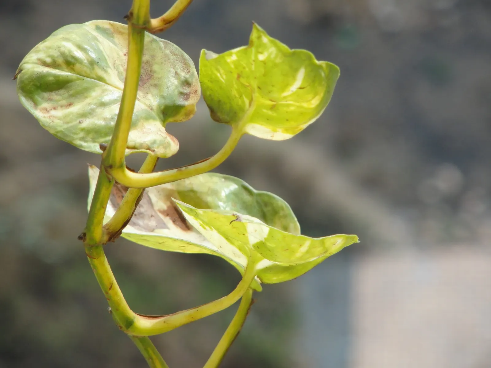 Snowy Morning™ Marble Queen Pothos (Epipremnum aureum) — each one patterned a little differently