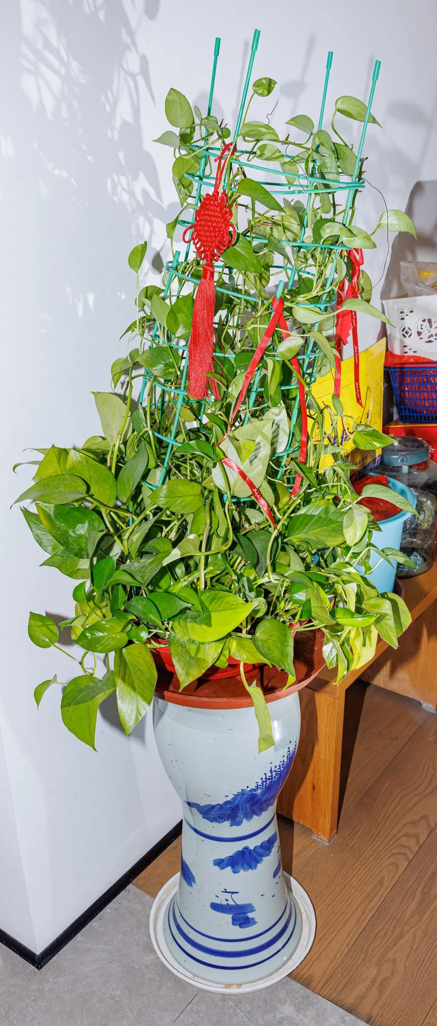 Snowy Morning™ Marble Queen Pothos (Epipremnum aureum) — vertical presence.<br><br>This pothos is notably forgiving