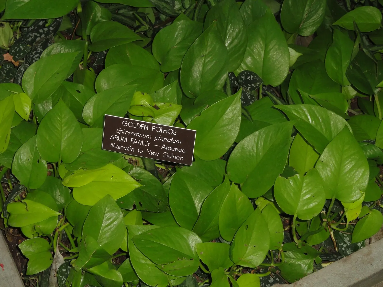 Snowy Morning™ Marble Queen Pothos (Epipremnum aureum) — with vines reaching up to 9 feet in ideal indoor conditions