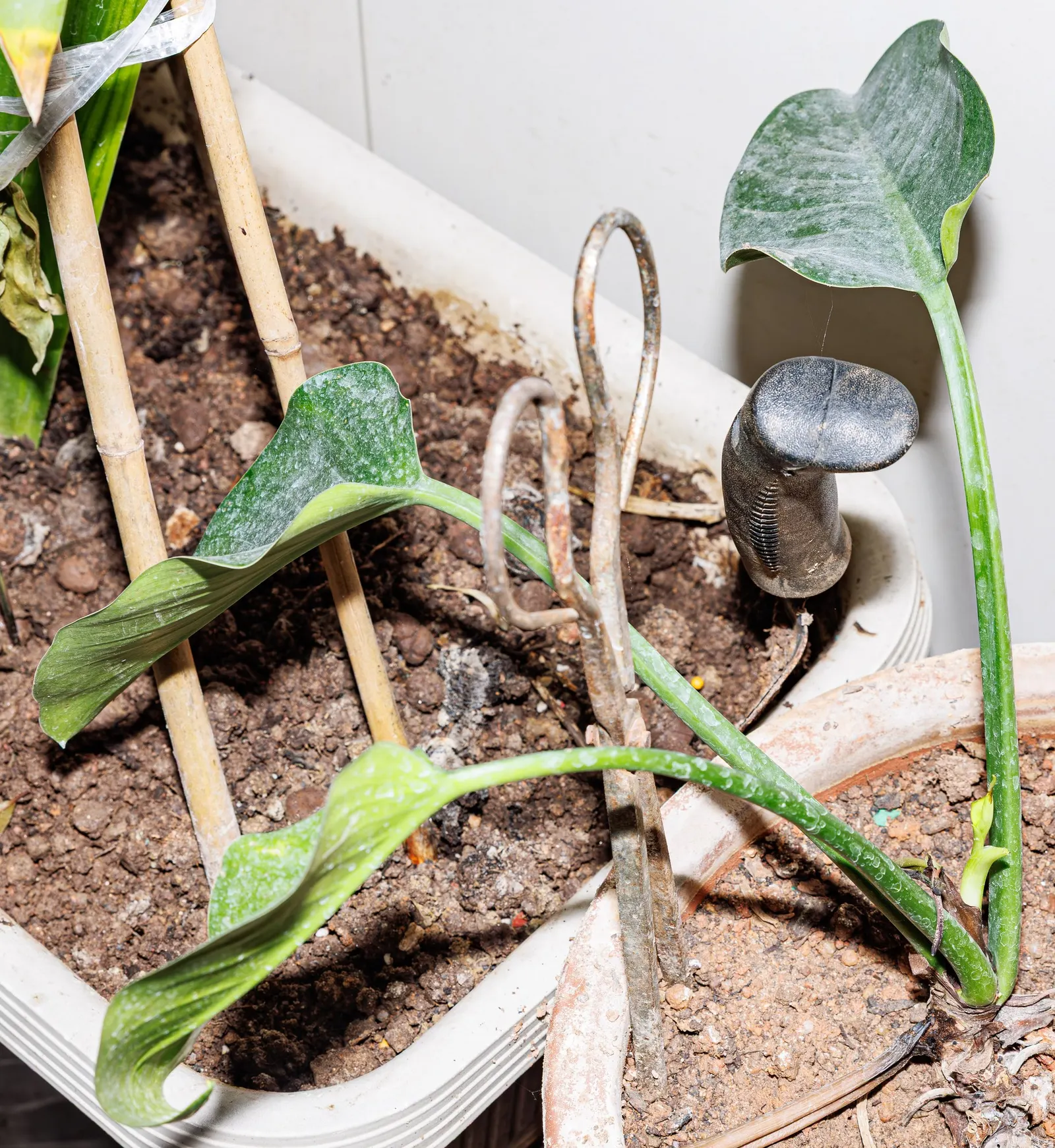 Snowy Morning™ Marble Queen Pothos (Epipremnum aureum) — the foliage may become larger and more architectural