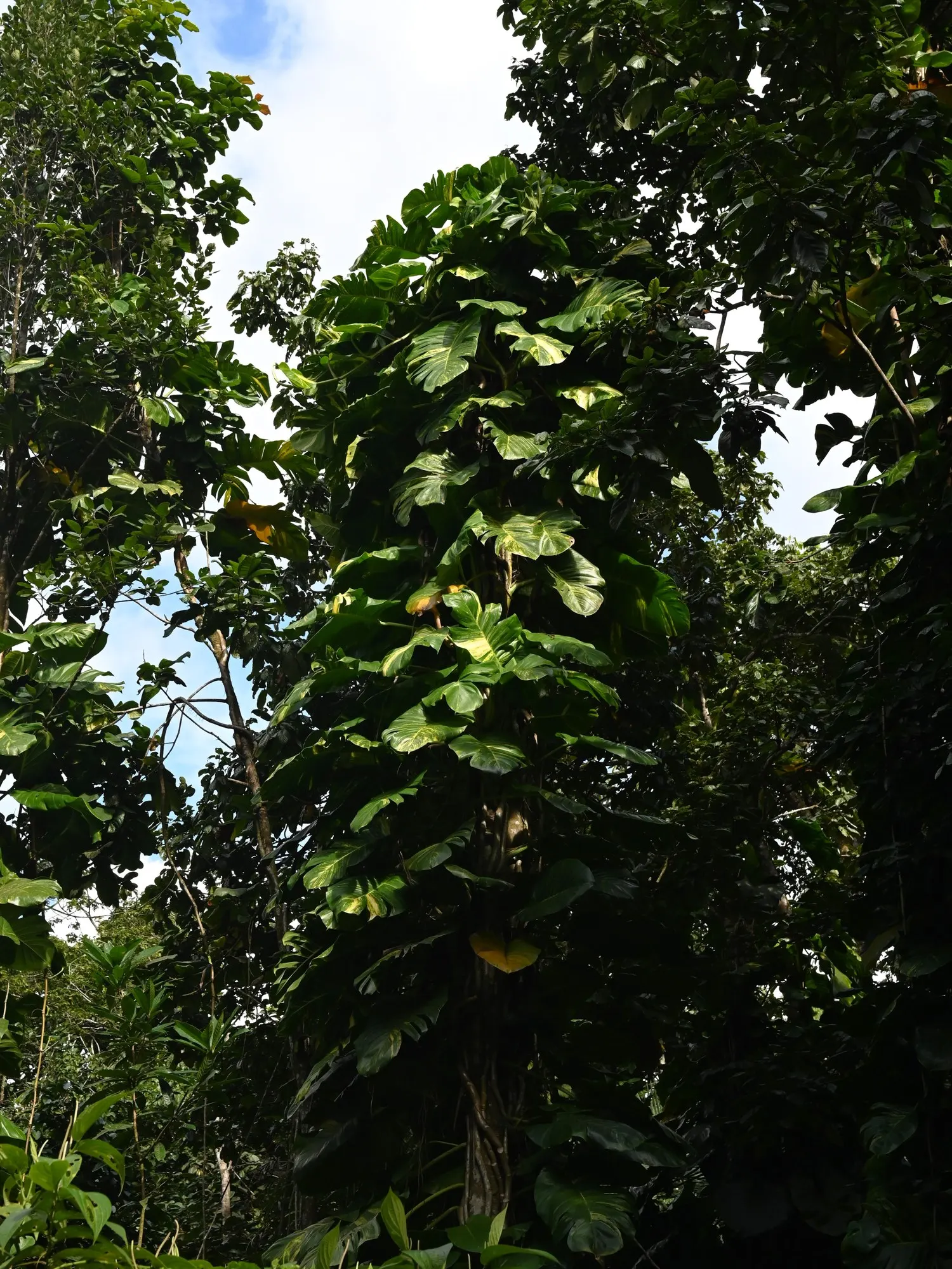 Snowy Morning™ Marble Queen Pothos (Epipremnum aureum) — it is only suitable for frost-free settings