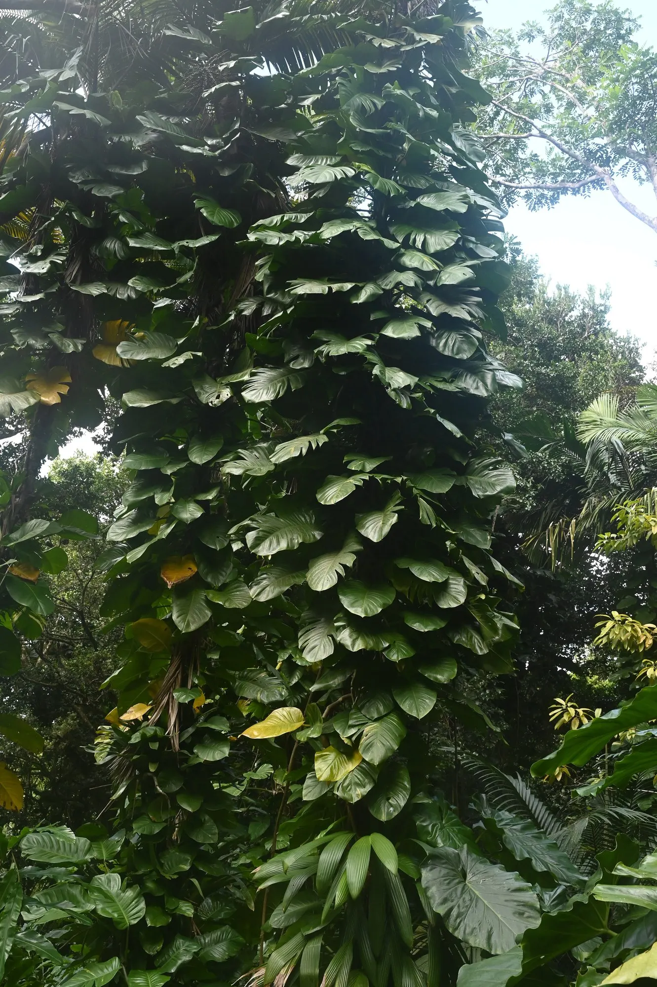 Snowy Morning™ Marble Queen Pothos (Epipremnum aureum) — and water when the top soil dries