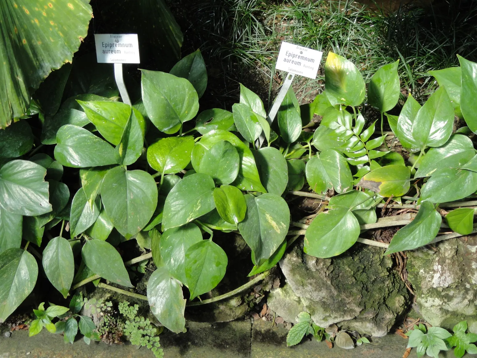 Snowy Morning™ Marble Queen Pothos (Epipremnum aureum) — as if brushed with morning light