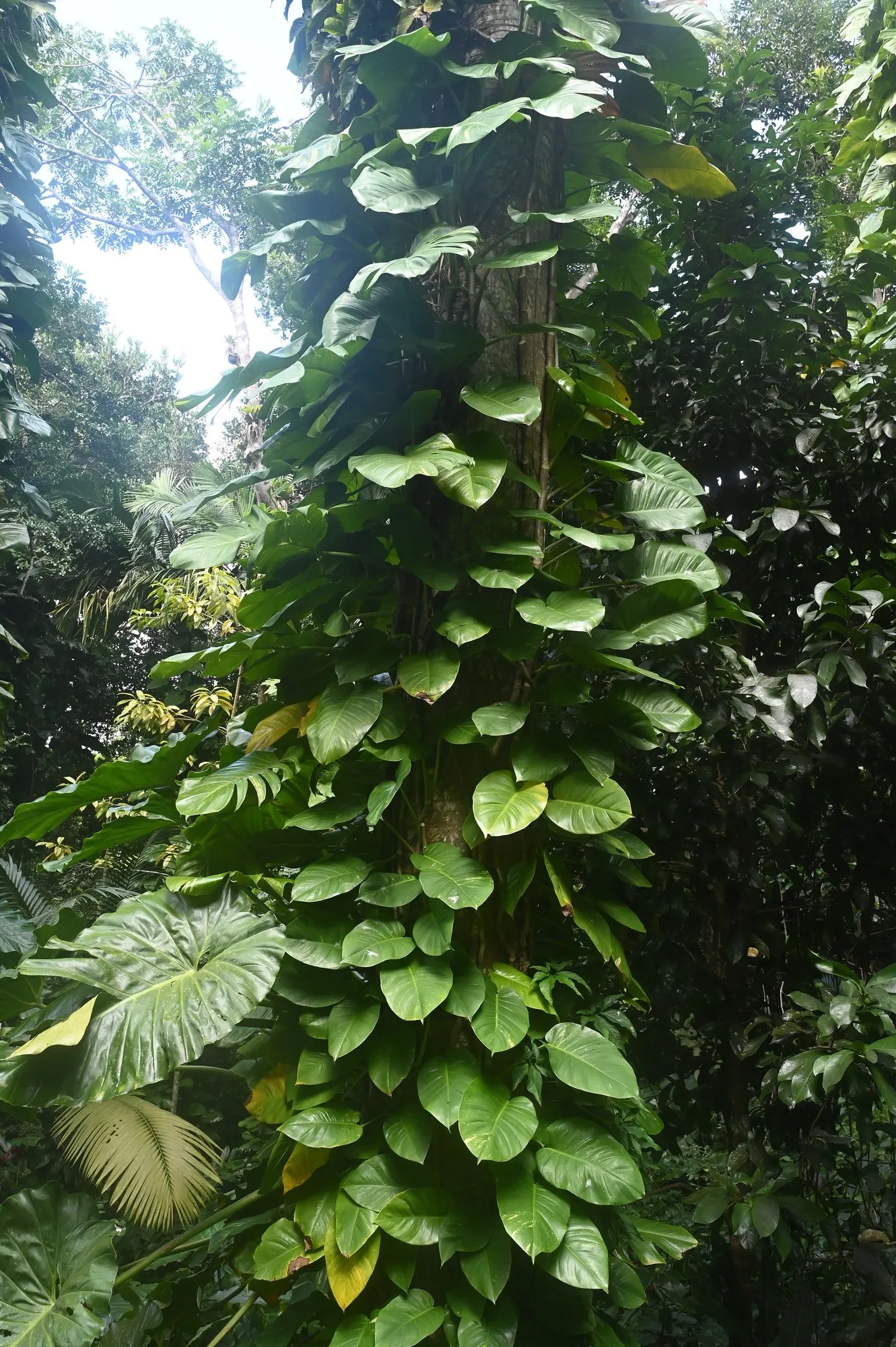 Snowy Morning™ Marble Queen Pothos (Epipremnum aureum) — is a luminous trailing houseplant from the Proven Winners® collection