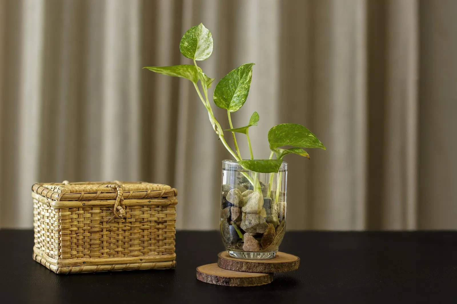 Snowy Morning™ Marble Queen Pothos (Epipremnum aureum) — though its snowiest variegation develops with generous brightness near an east- or west-facing window