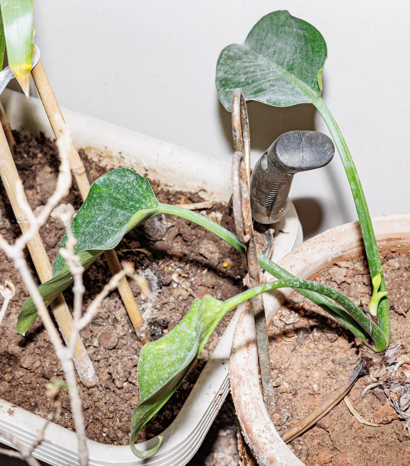 Snowy Morning™ Marble Queen Pothos (Epipremnum aureum) — or allowed to trail and climb for several feet