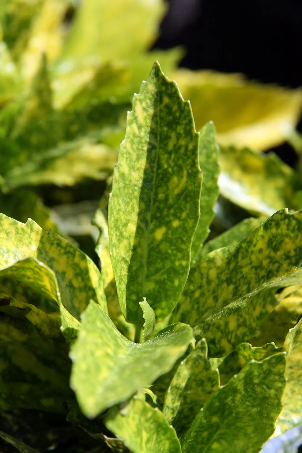 Mr. Goldstrike Aucuba (Aucuba Japonica 'Mr. Goldstrike') — Goldstrike Aucuba (Aucuba japonica 'Mr