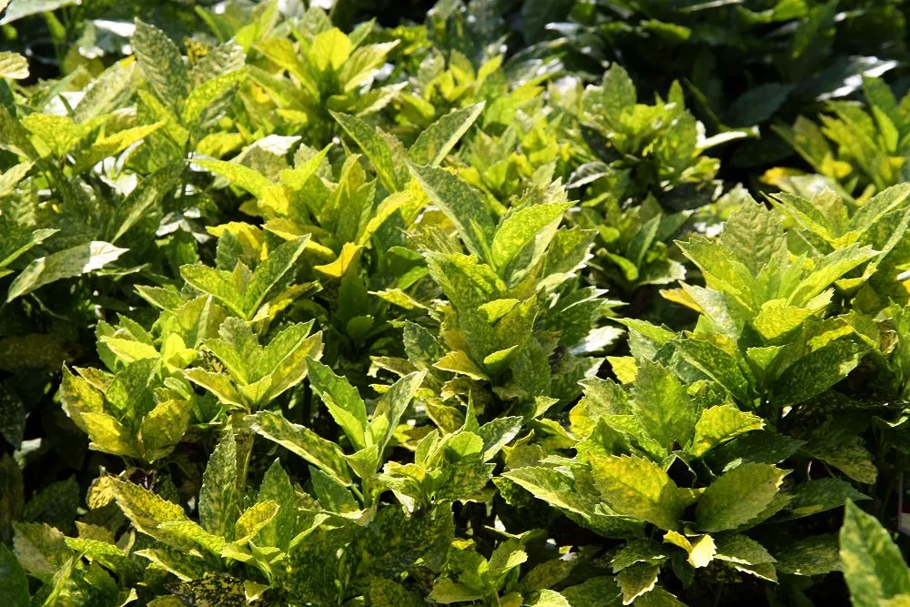 Mr. Goldstrike Aucuba (Aucuba Japonica 'Mr. Goldstrike') — Goldstrike') is a vibrant evergreen shrub known for its glossy, gold-speckled leaves