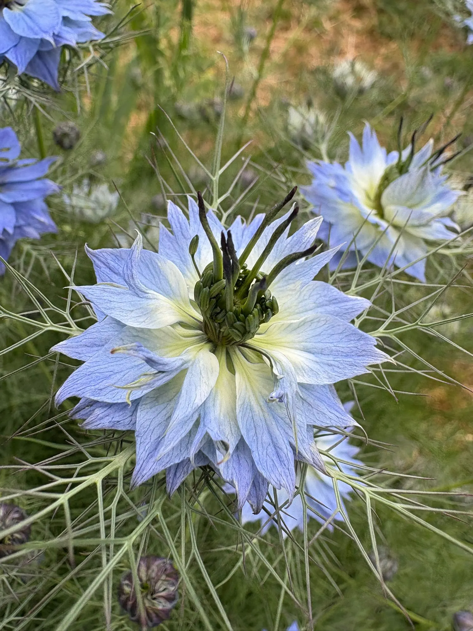 Love-In-A-Mist (Nigella Damascena) — and deadheading is unnecessary unless self-seeding is undesired