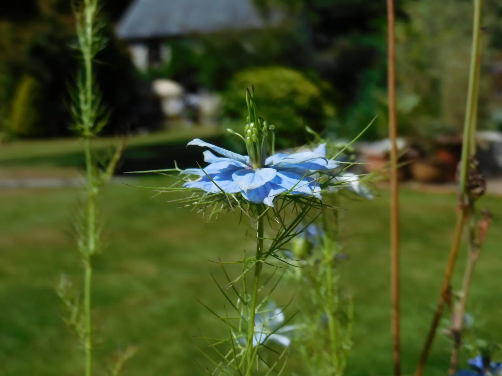 Love-In-A-Mist (Nigella Damascena) — annual with blue and multi-colored blooms