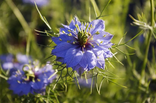 Love-In-A-Mist (Nigella Damascena) — Each flower is framed by a collar of lacy bracts, which adds to its enchanting appearance