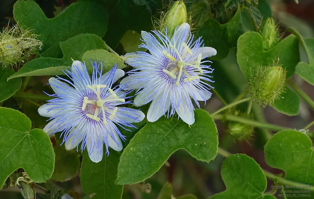Love-In-A-Mist (Nigella Damascena) — Prefers full sun to partial shade and well-drained soil
