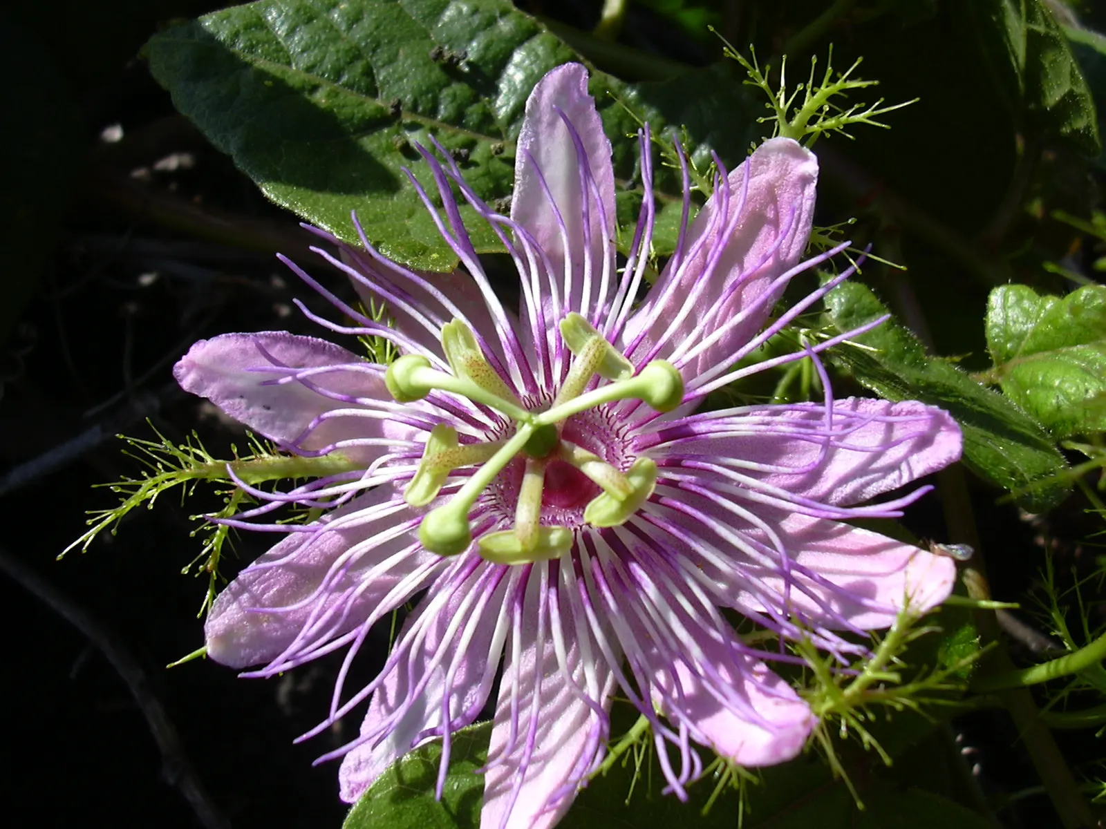 Love-In-A-Mist (Nigella Damascena) — minimal watering is required once the plant is established