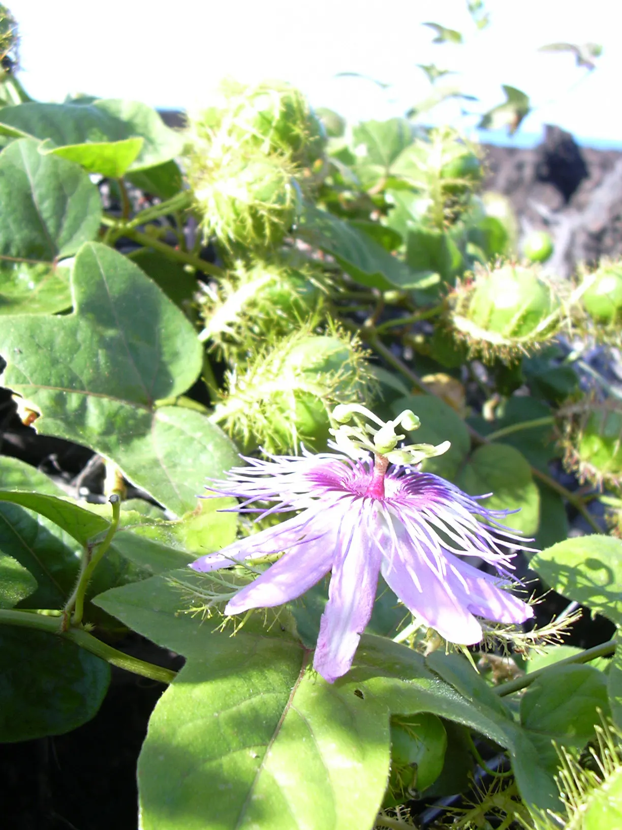 Love-In-A-Mist (Nigella Damascena) — typical shades ranging from blue to white