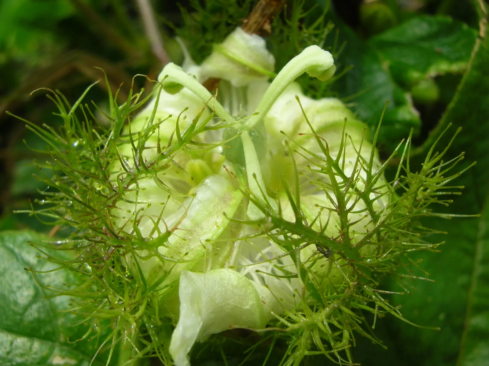 Love-In-A-Mist (Nigella Damascena) — which are often used in dried flower arrangements.<br><br>For gardeners looking to attract beneficial insects