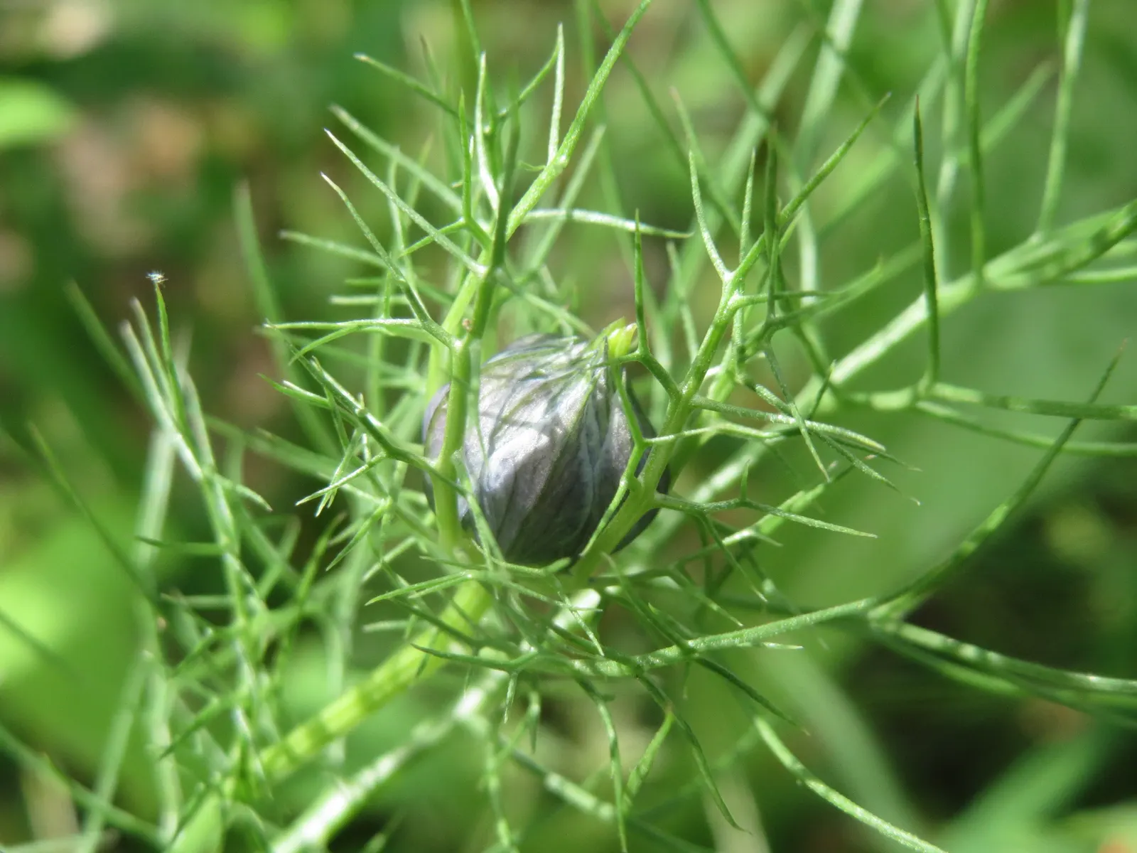 Love-In-A-Mist (Nigella Damascena) — Ideal for borders, and cottage gardens; blooms mid-spring to early summer, providing a whimsical texture and color to any