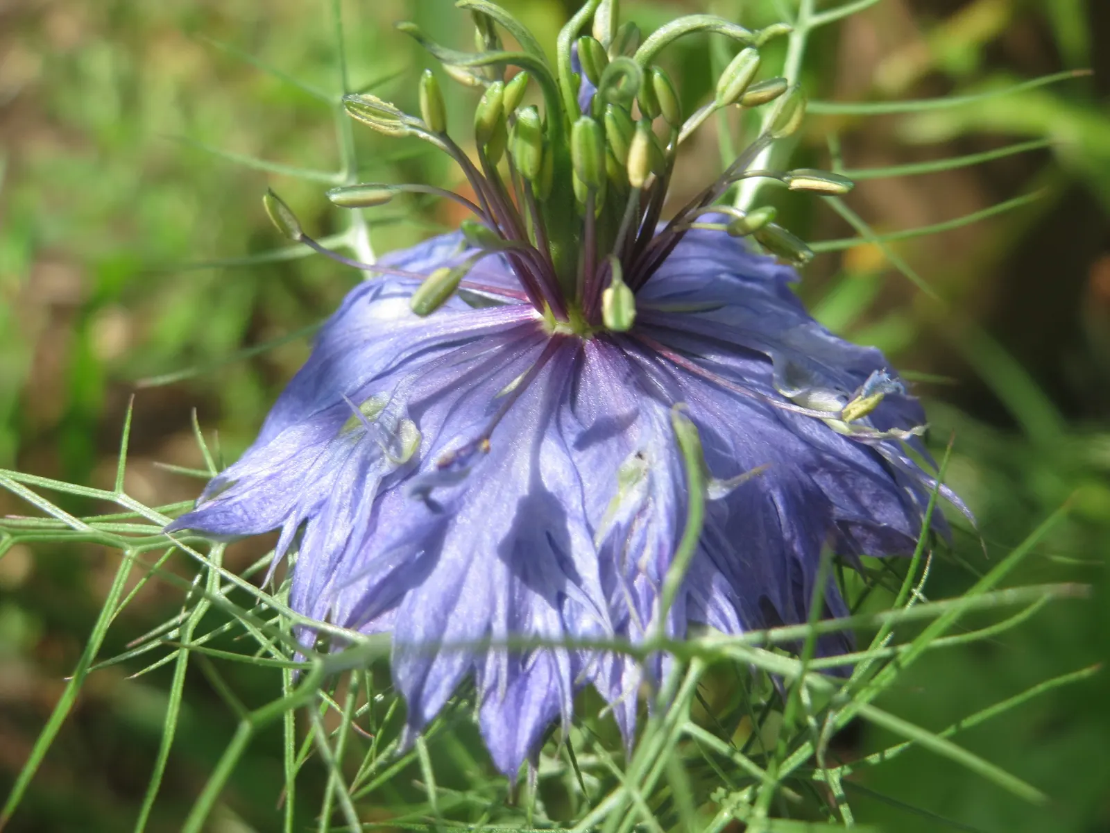 Love-In-A-Mist (Nigella Damascena) — this plant encapsulates beauty in its intricate flowers and fine