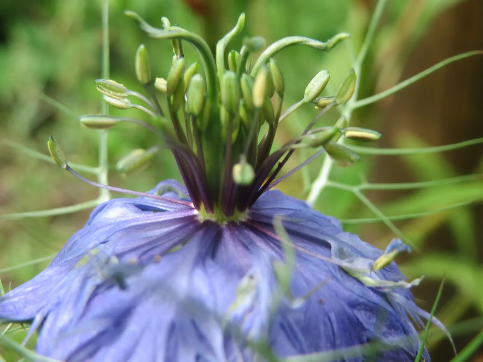Love-In-A-Mist (Nigella Damascena) — Seedpods are attractive in dried arrangements