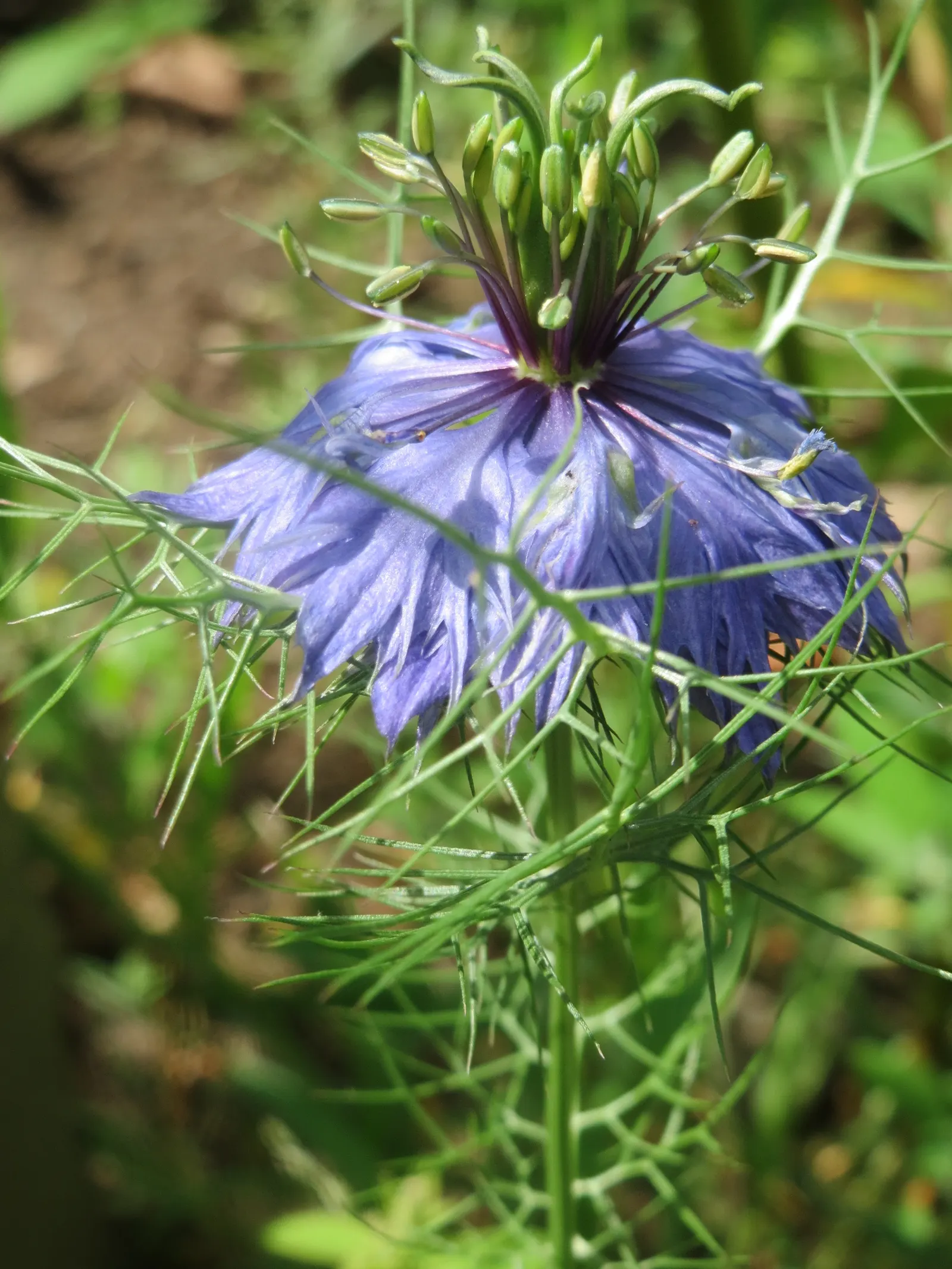 Love-In-A-Mist (Nigella Damascena) — Grows 18-24 inches tall and 6-12 inches wide