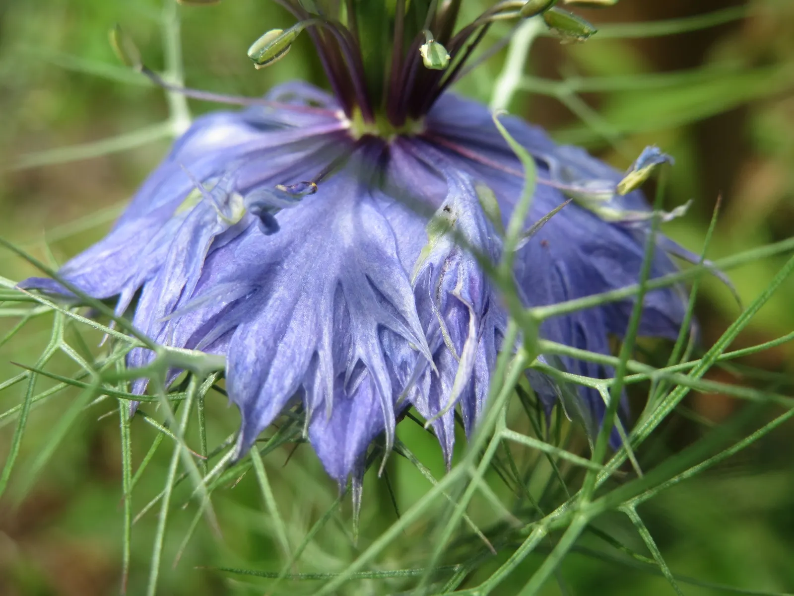 Love-In-A-Mist (Nigella Damascena) — Originating from Southern Europe and North Africa