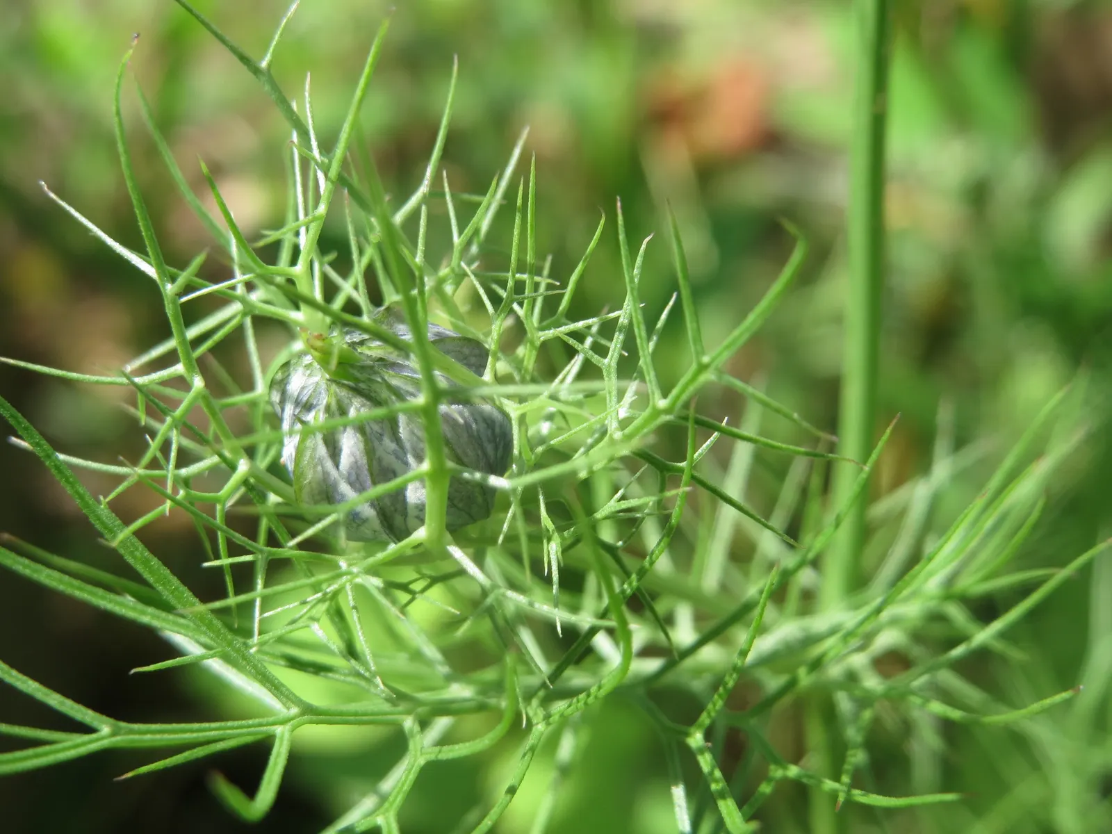 Love-In-A-Mist (Nigella Damascena) — Ideal for borders, and cottage gardens