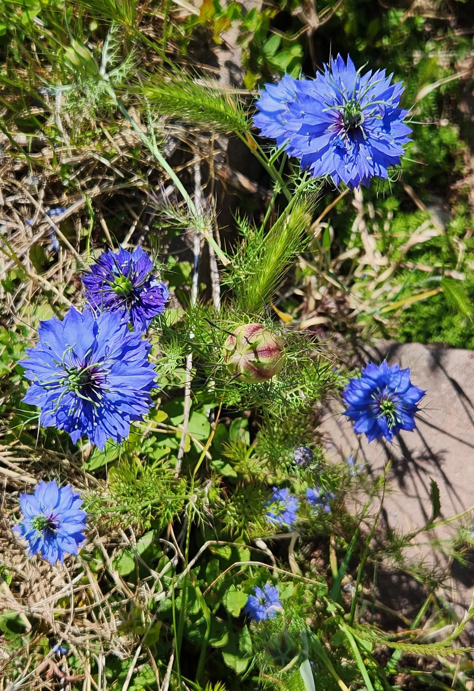 Love-In-A-Mist (Nigella Damascena) — Love-In-A-Mist is an ideal candidate for garden borders