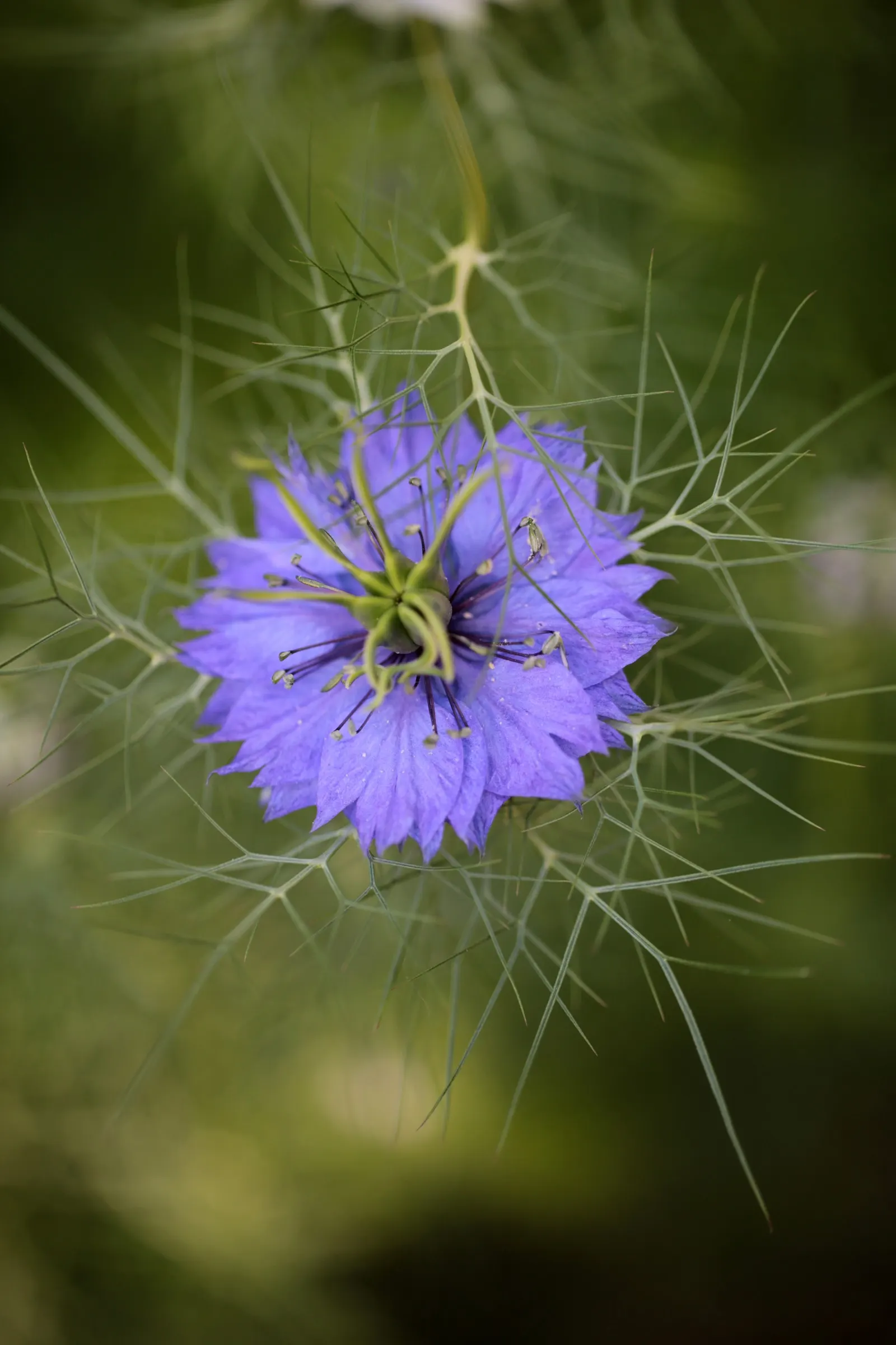 Love-In-A-Mist (Nigella Damascena) — annual for full
