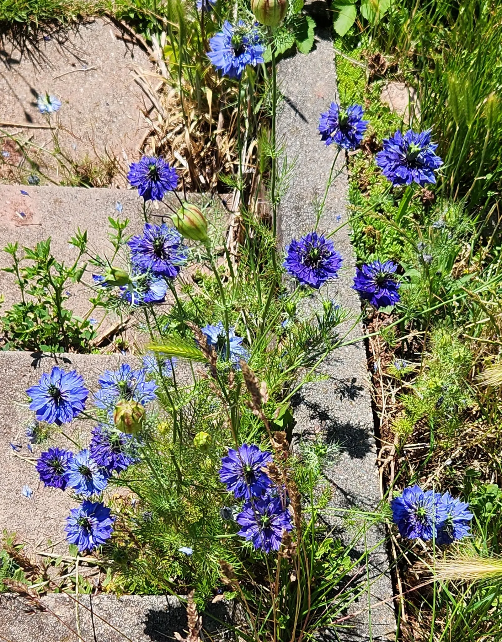 Love-In-A-Mist (Nigella Damascena) — with a spread of 6 to 9 inches