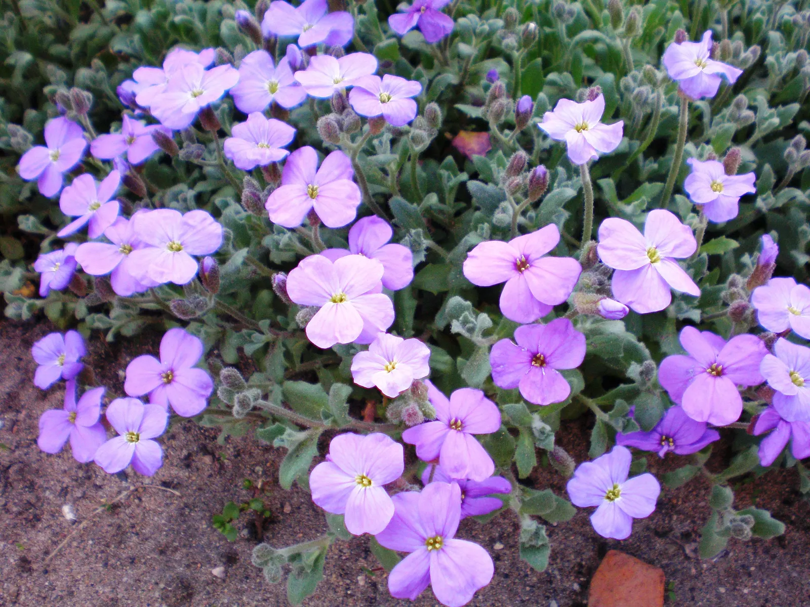 Common Aubrieta (Aubrieta Deltoidea) — Hardy in USDA zones 4 through 9, it stands up to cooler temperatures quite well; consider employing the Common Aubrieta