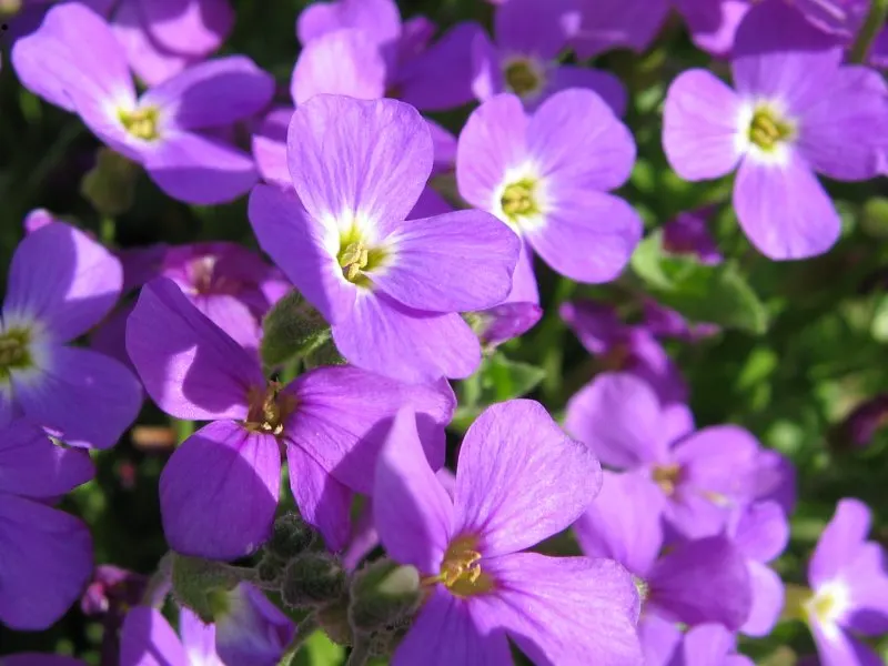 Common Aubrieta (Aubrieta Deltoidea) — is an indispensable evergreen perennial known for its vibrant and eye-catching cascades of purple flowers; limestone