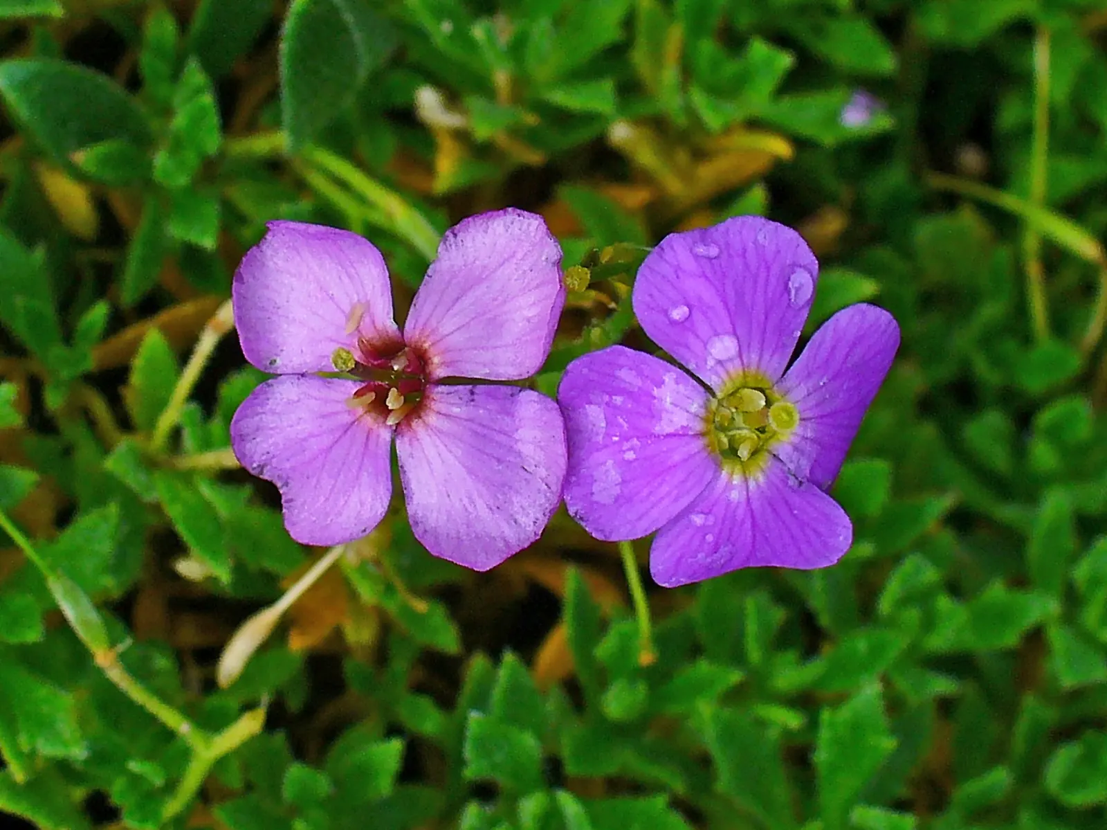 Common Aubrieta (Aubrieta Deltoidea) — From mid to late spring, it erupts in a profusion of purple, pink, or blue four-petaled flowers; hardy in, image 47