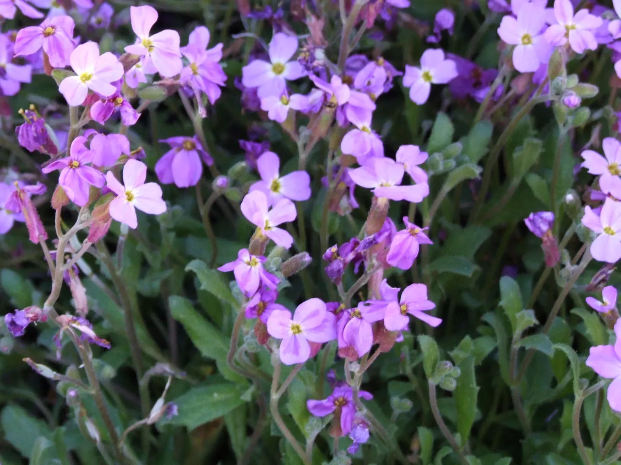 Common Aubrieta (Aubrieta Deltoidea) — four-petaled blooms from early to mid-spring; is an indispensable evergreen perennial known for its vibrant and