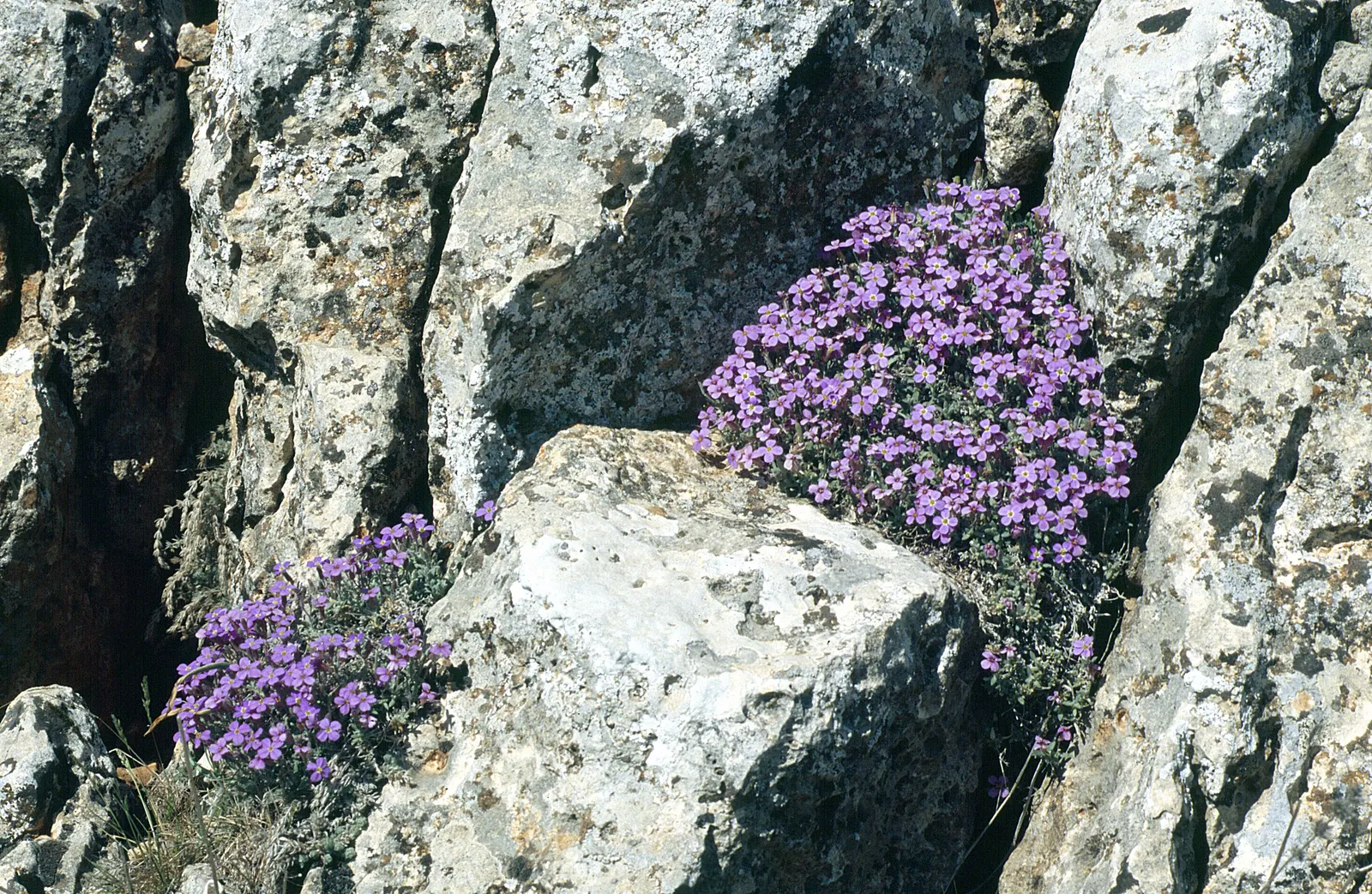 Common Aubrieta (Aubrieta Deltoidea) — Hardy in USDA zones 4 through 9, it stands up to cooler temperatures quite well