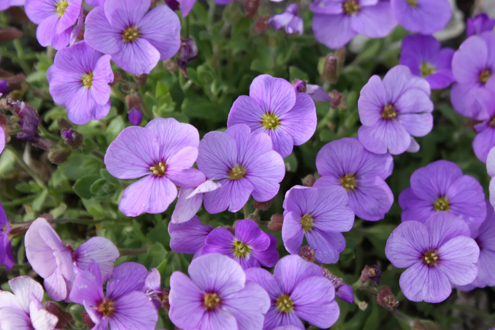 Common Aubrieta (Aubrieta Deltoidea) — cascading over walls or edges