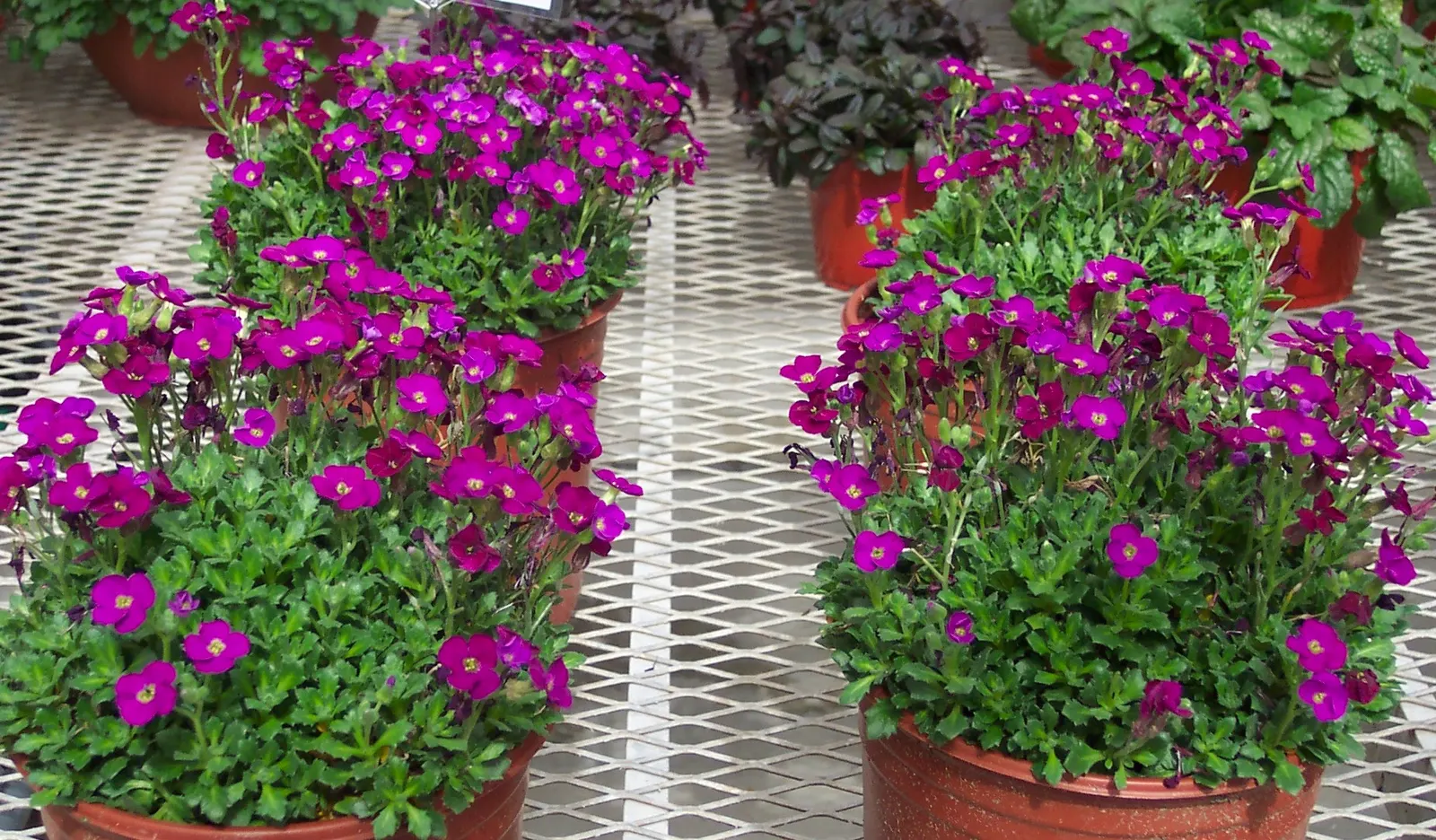 Common Aubrieta (Aubrieta Deltoidea) — four-petaled blooms from early to mid-spring