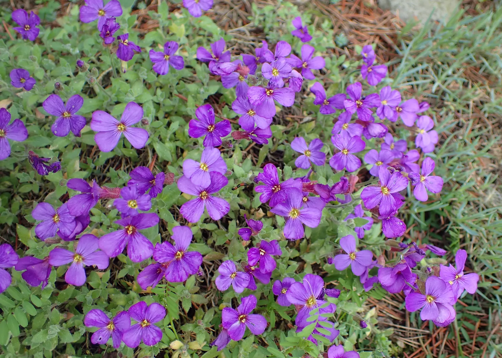Common Aubrieta (Aubrieta Deltoidea) — providing a pleasant backdrop for other seasonal blooms