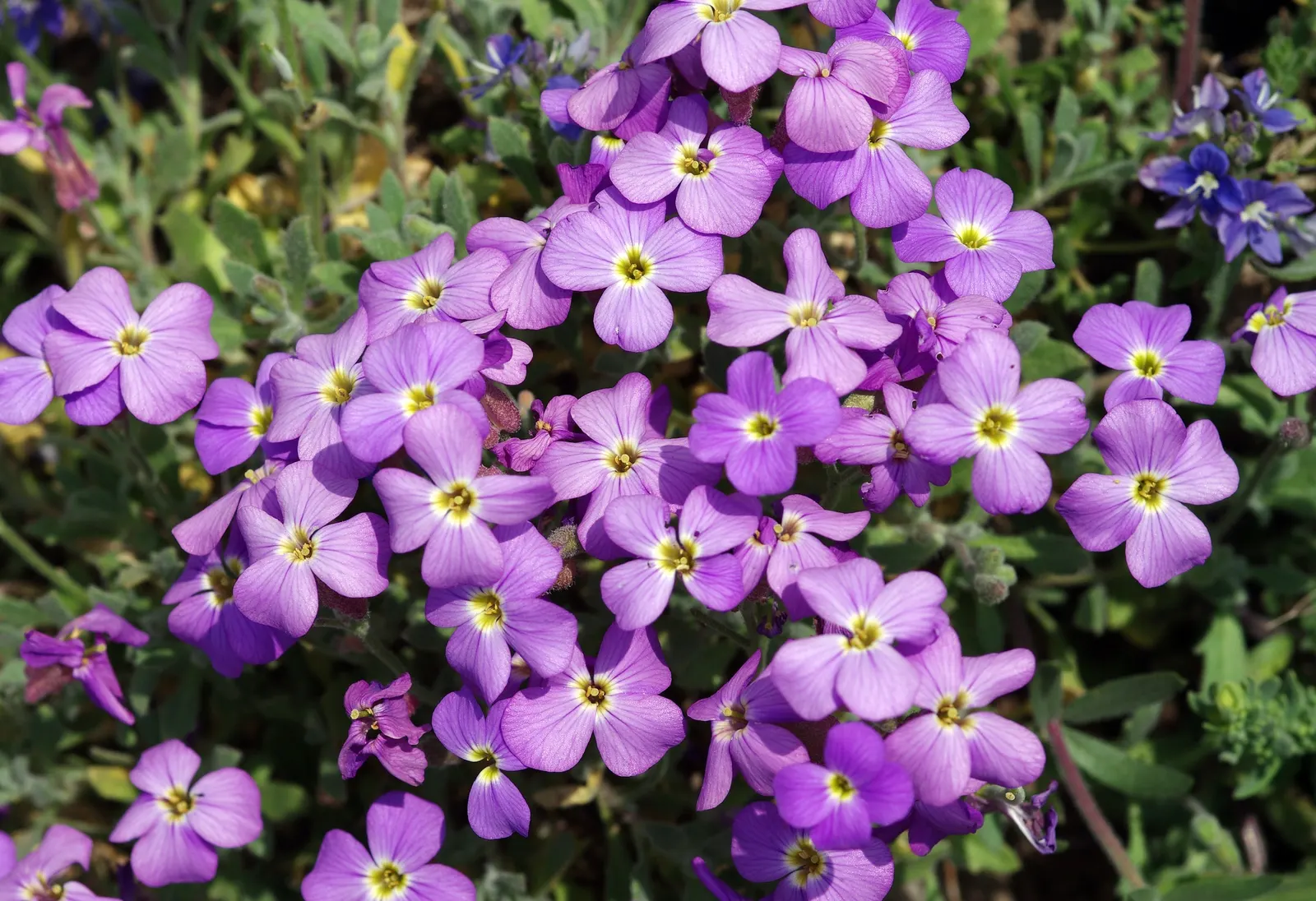 Common Aubrieta (Aubrieta Deltoidea) — this robust plant is drought tolerant