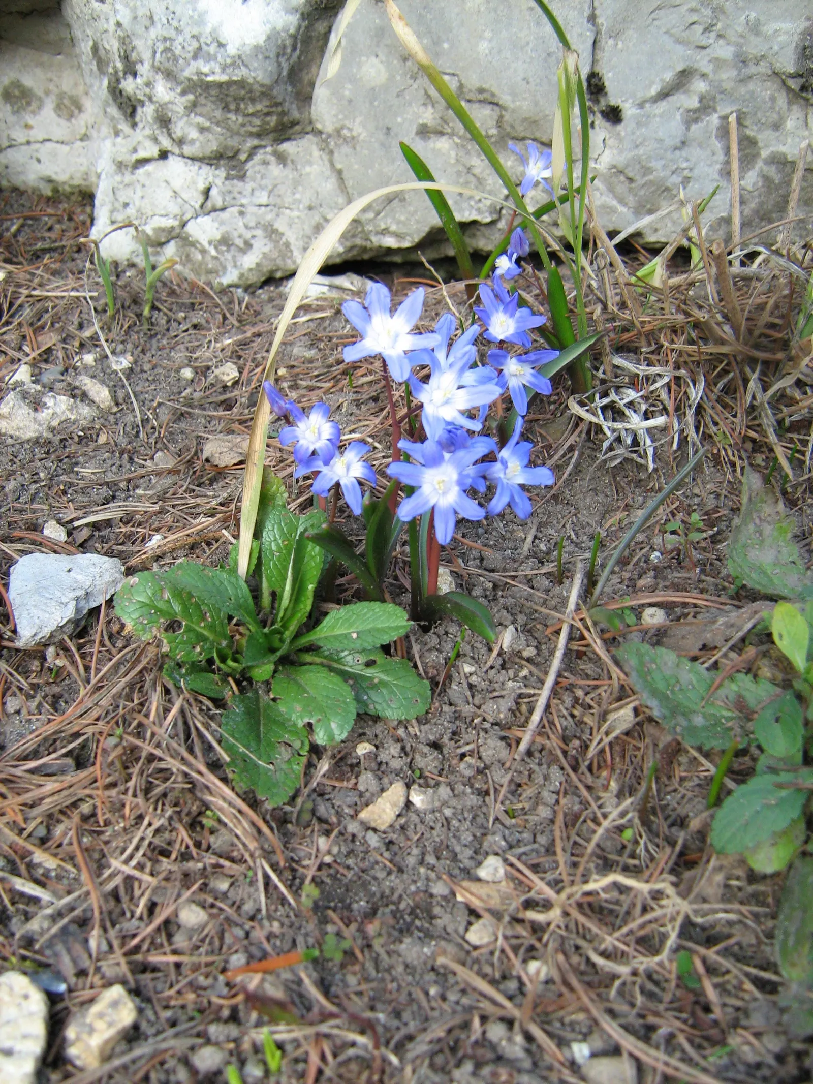 Common Aubrieta (Aubrieta Deltoidea) — and typically spans 6-12 inches with a 12-24 inch spread