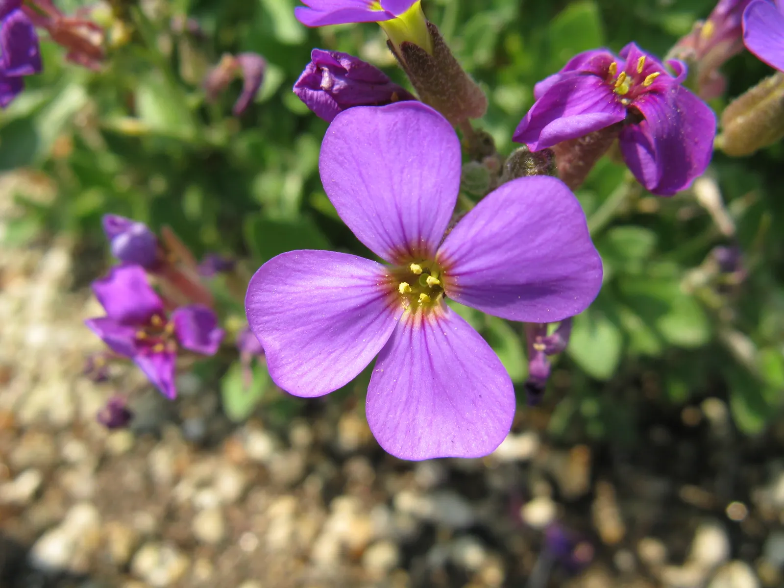 Common Aubrieta (Aubrieta Deltoidea) — It thrives in full sun to partial shade