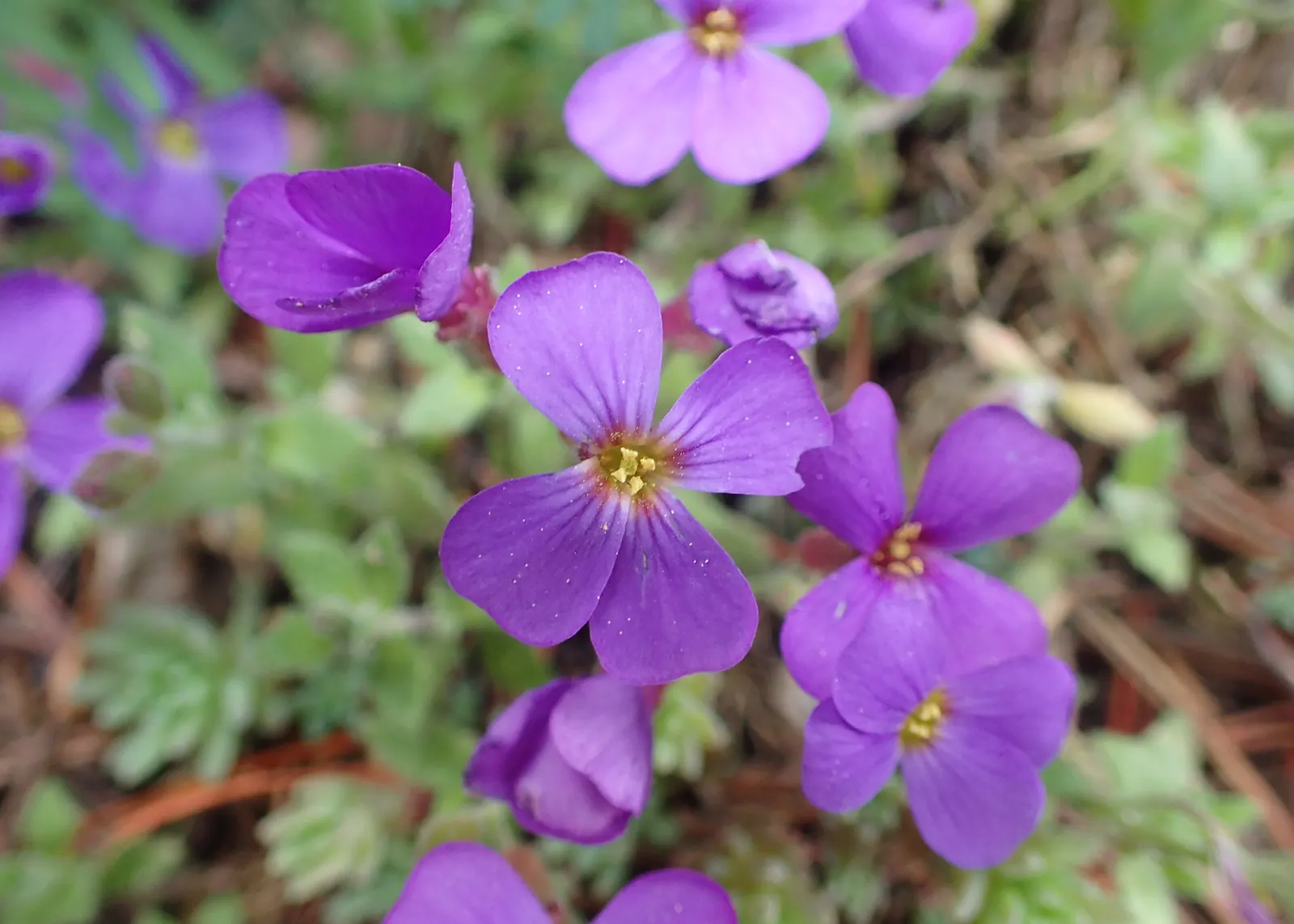 Common Aubrieta (Aubrieta Deltoidea) — Aubrieta deltoidea thrives in well-drained soil and prefers a full sun exposure to partial shade; low-growing perennial