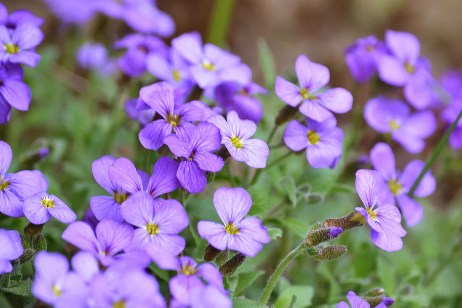 Common Aubrieta (Aubrieta Deltoidea) — It thrives in full sun to partial shade; from mid to late spring, it erupts in a profusion of purple, pink, or blue