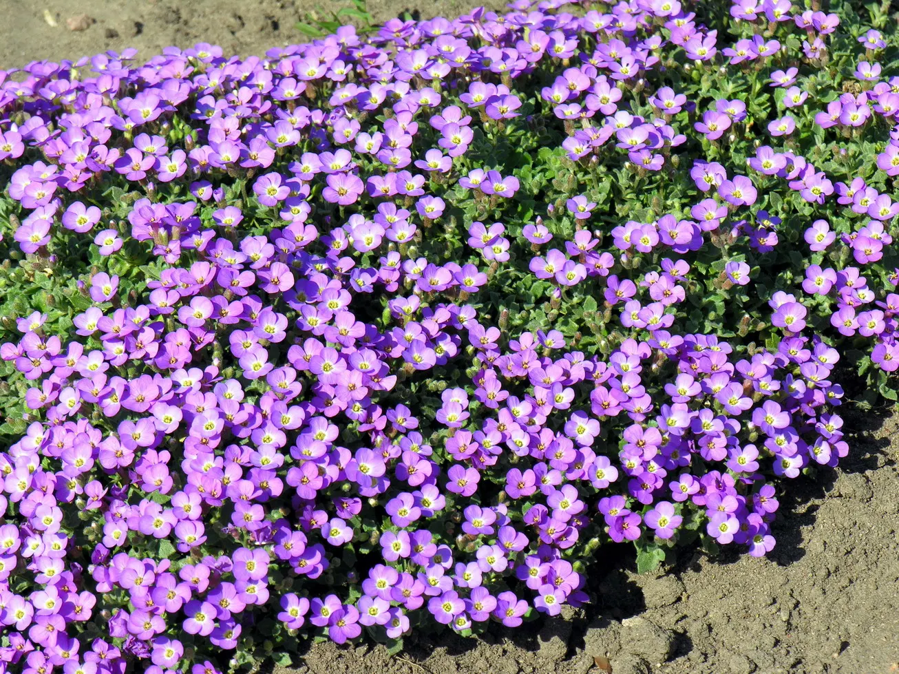 Common Aubrieta (Aubrieta Deltoidea) — scientifically named Aubrieta deltoidea; this groundcover boasts lush evergreen foliage with small, delta-shaped leaves