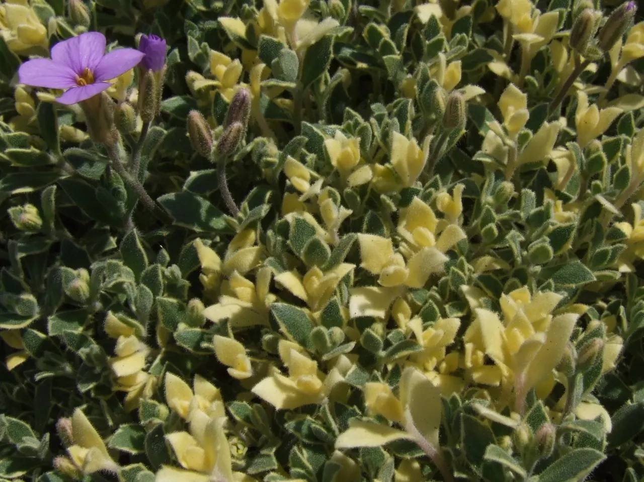 Common Aubrieta (Aubrieta Deltoidea) — is an indispensable evergreen perennial known for its vibrant and eye-catching cascades of purple flowers, image 52