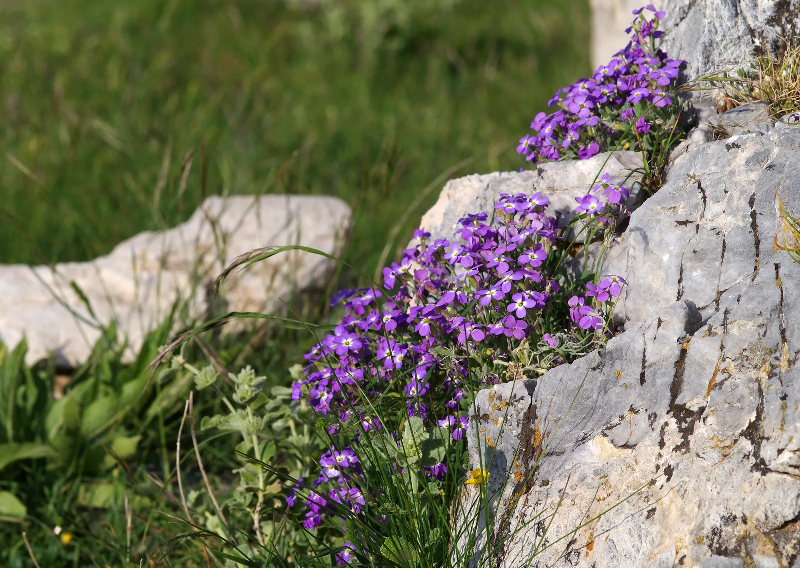 Common Aubrieta (Aubrieta Deltoidea) — limestone regions of southeastern Europe