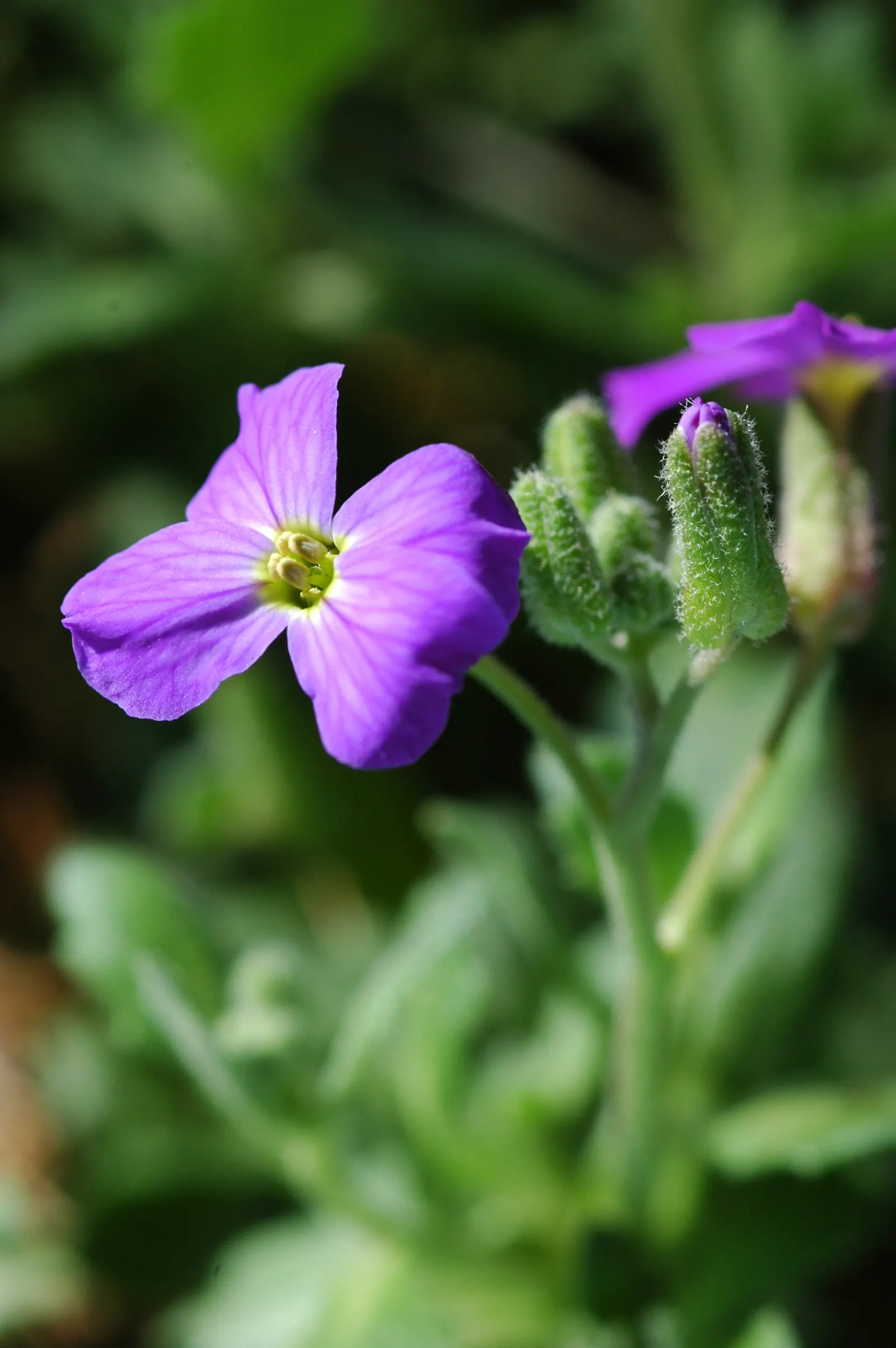 Common Aubrieta (Aubrieta Deltoidea) — It thrives in full sun to partial shade; from mid to late spring, it erupts in a profusion of purple, pink, image 48