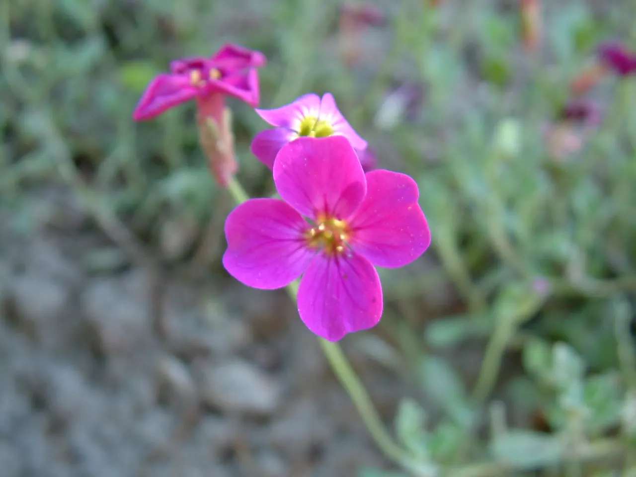 Common Aubrieta (Aubrieta Deltoidea) — low-growing perennial suitable for rock gardens and borders