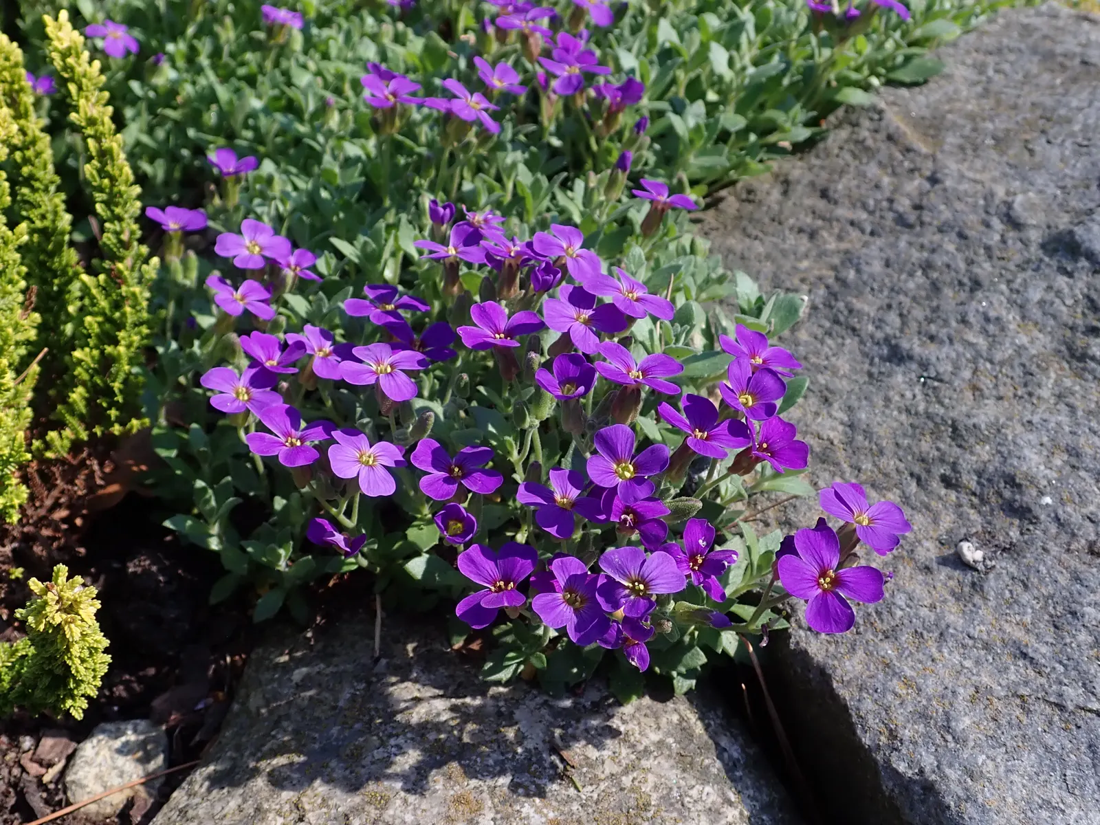 Common Aubrieta (Aubrieta Deltoidea) — ground cover / perennial with lavender and pink blooms; this robust plant is drought tolerant