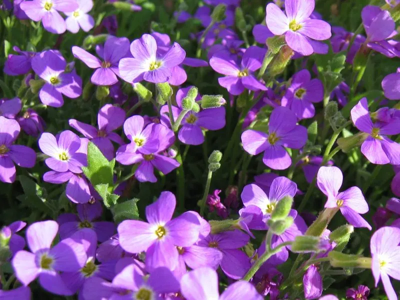 Common Aubrieta (Aubrieta Deltoidea) — consider employing the Common Aubrieta at the front of flower beds