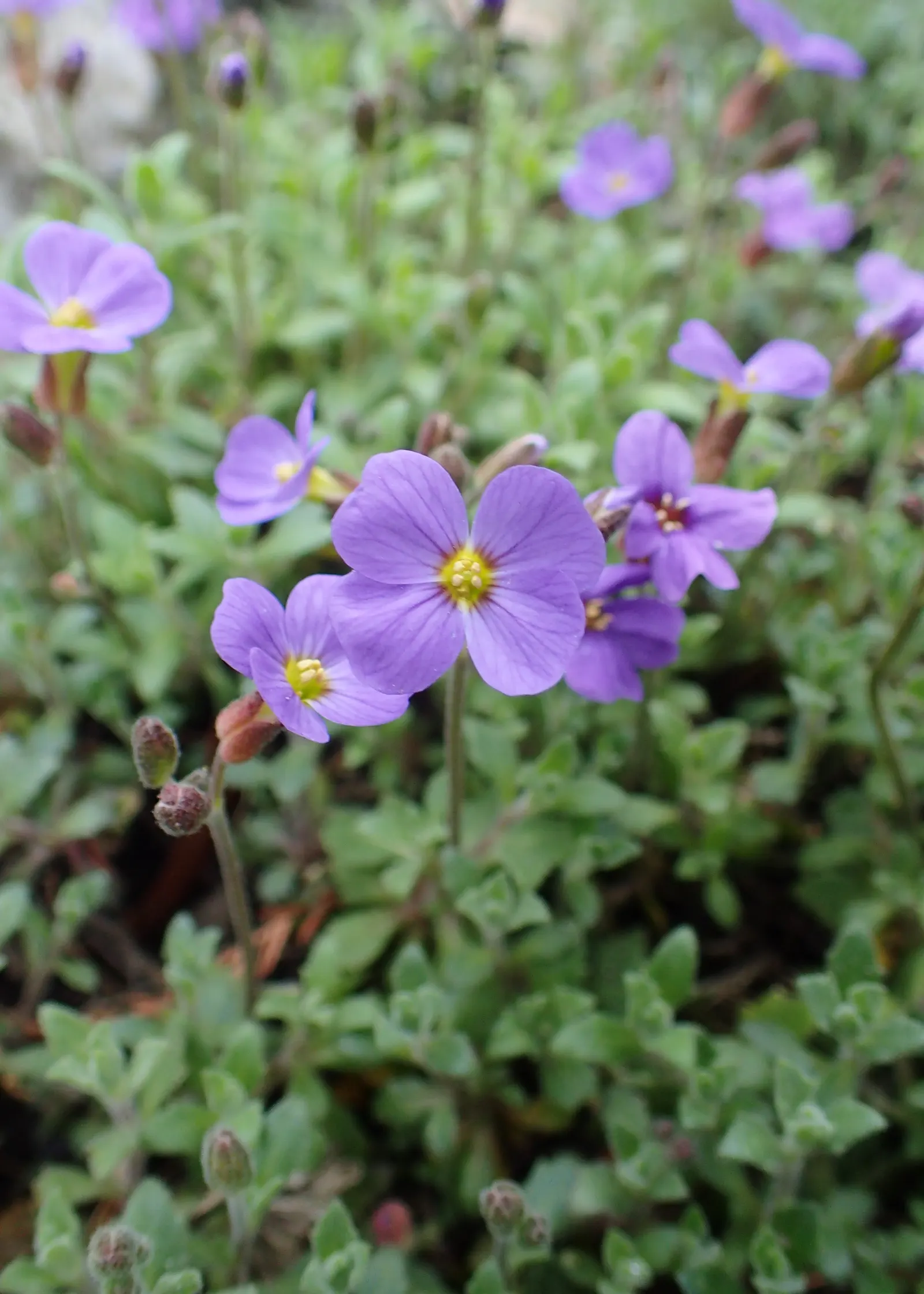 Common Aubrieta (Aubrieta Deltoidea) — and typically spans 6-12 inches with a 12-24 inch spread; providing a pleasant backdrop for other seasonal blooms